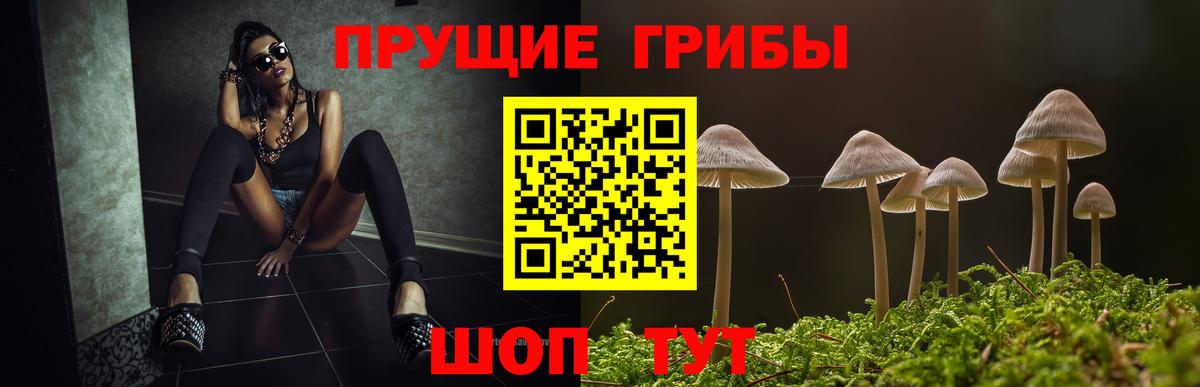 Псилоцибиновые грибы Psilocybe Кандалакша